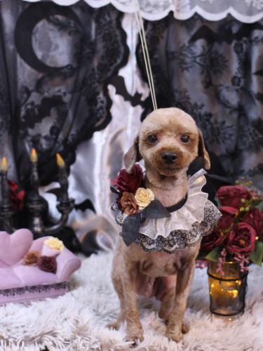 20231010くぅくん